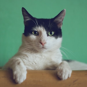 Rolly's Animals